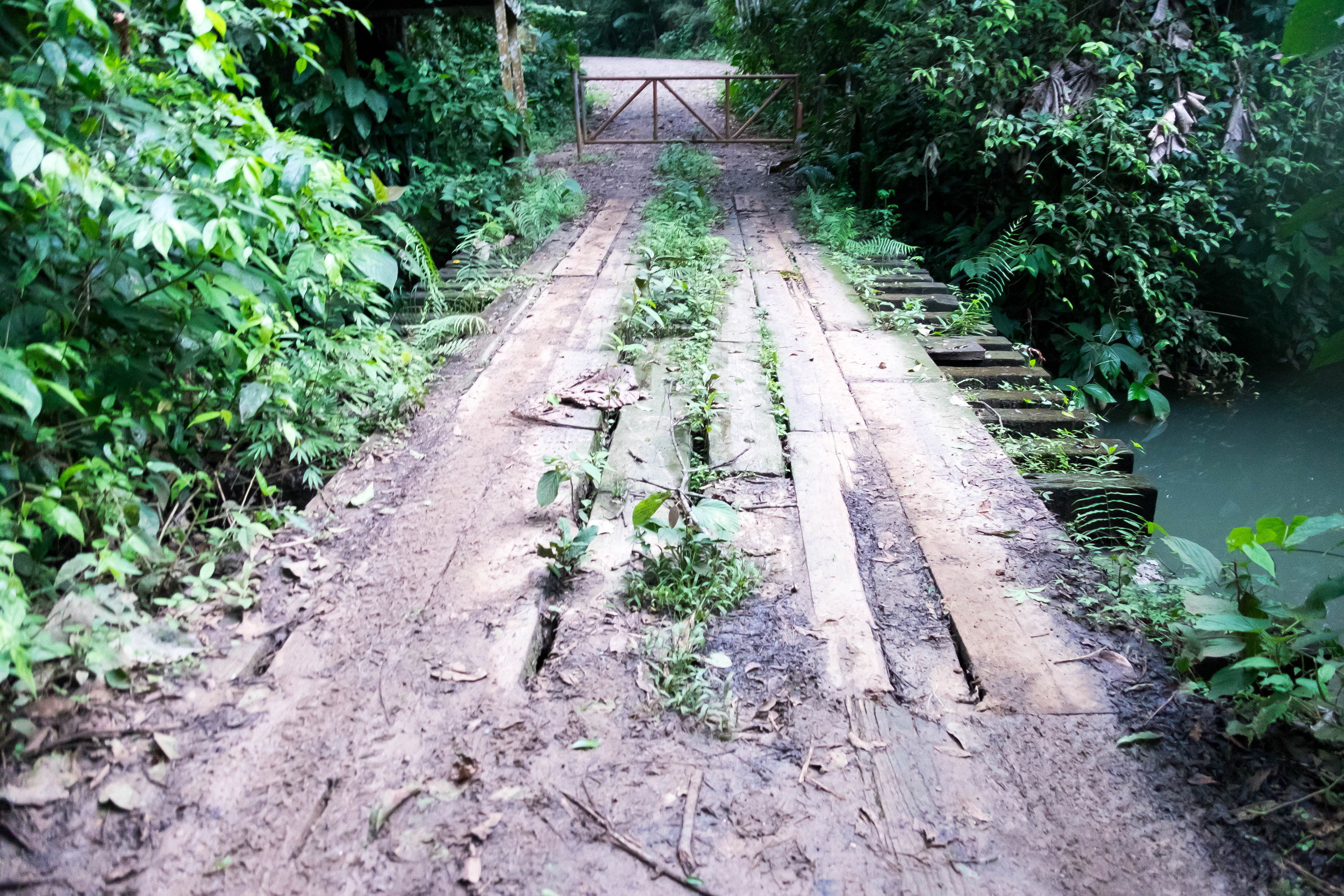 Panama--nighttime rainforest tour-s030-r4